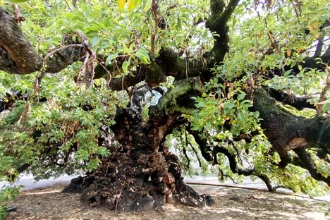 Detail of the tree and its twisted branches