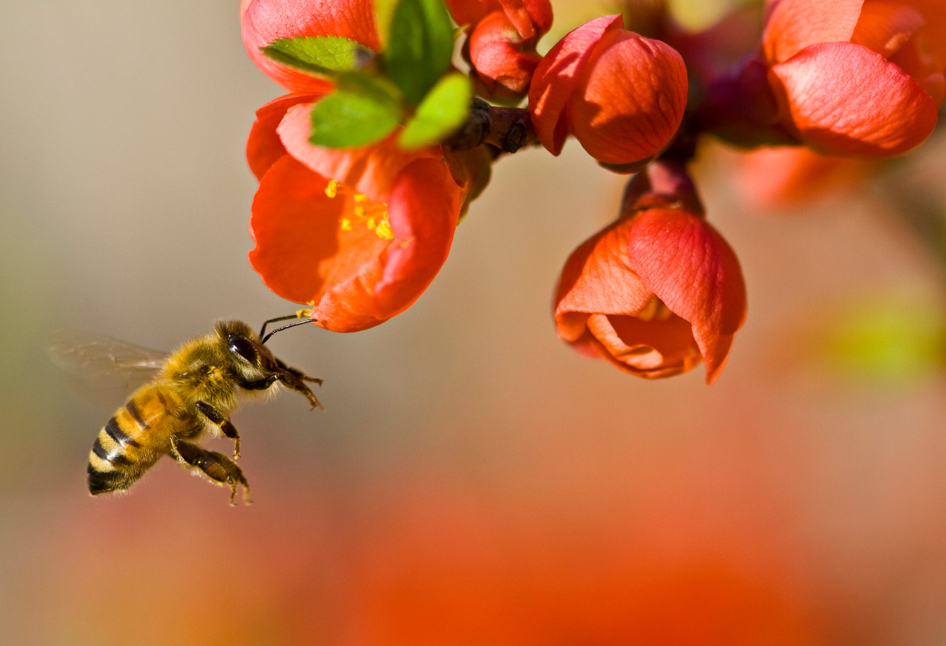 What Is It Like to Be a Bee? - Atlas Obscura