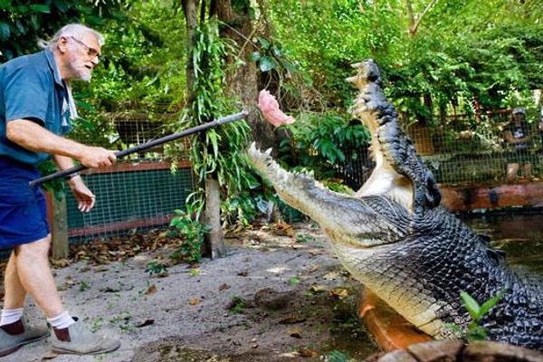 Crocodile keeper George Craig feeding Cassius
