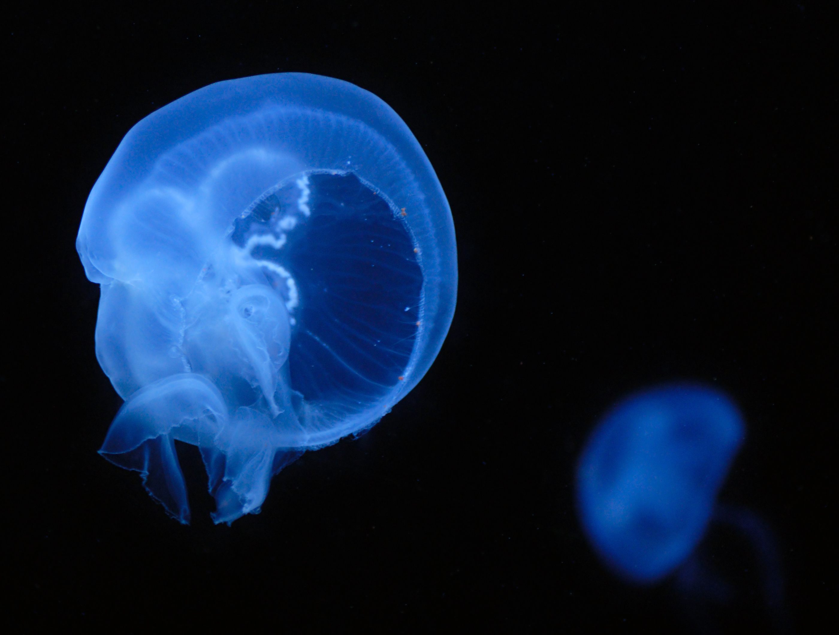 It's tricky to place scientific instruments on a moon jelly.