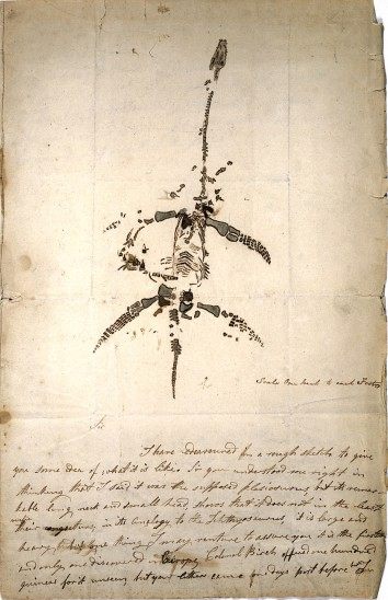 Letter and drawing from Mary Anning announcing the discovery of a fossil animal now known as Plesiosaurus dolichodeirus, 26 December 1823