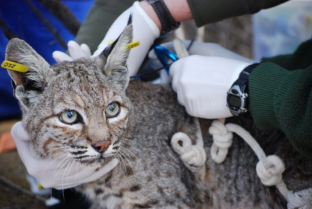 Researchers and Rangers at the Santa Monica Mountains National Recreation Area are closely tracking 13 mountain lions whose home habitats have been burned by the Woolsey Fire in Southern California.