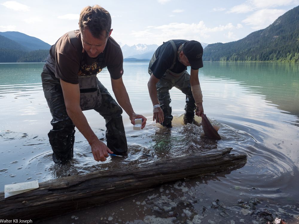 Sampling salmon for study.