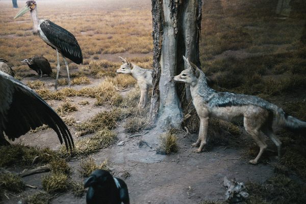 Jackals, marabou stork, and raven awaiting their turn. 