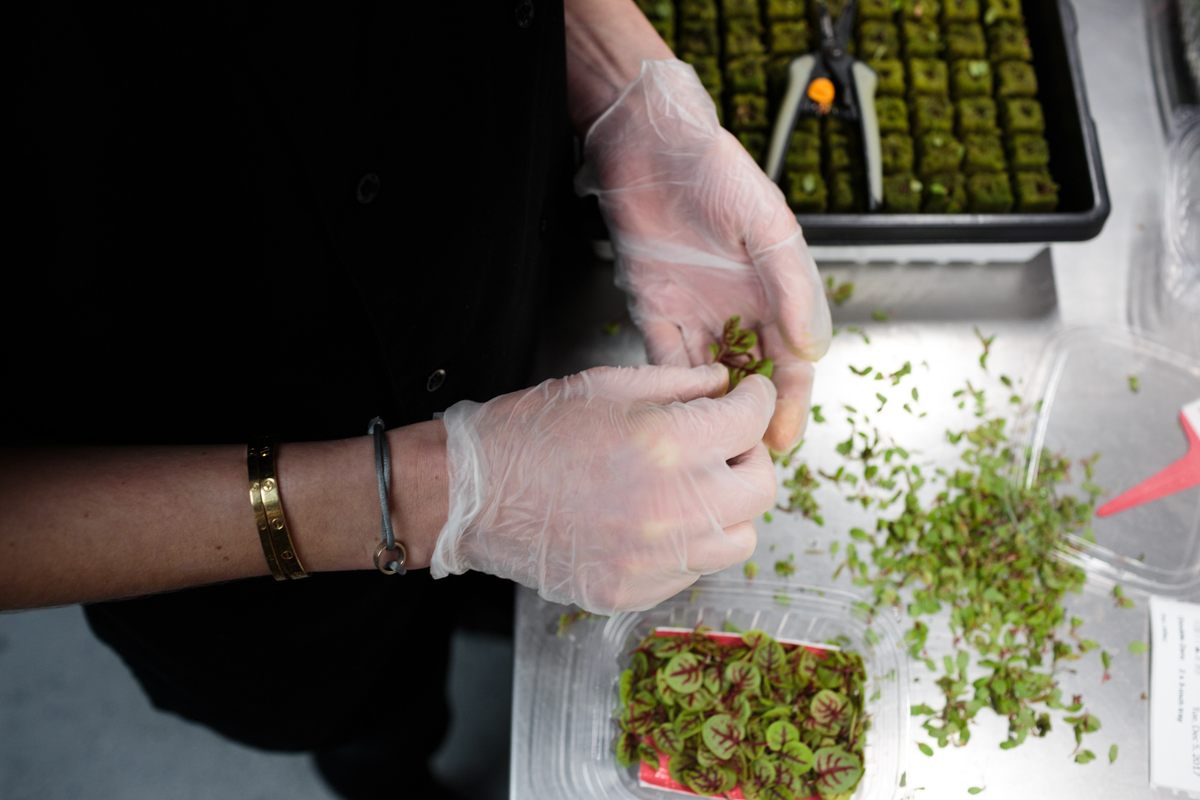 Preparing Red Veined Sorrel, a very popular micro known for its tart, bitter flavor and appearance.