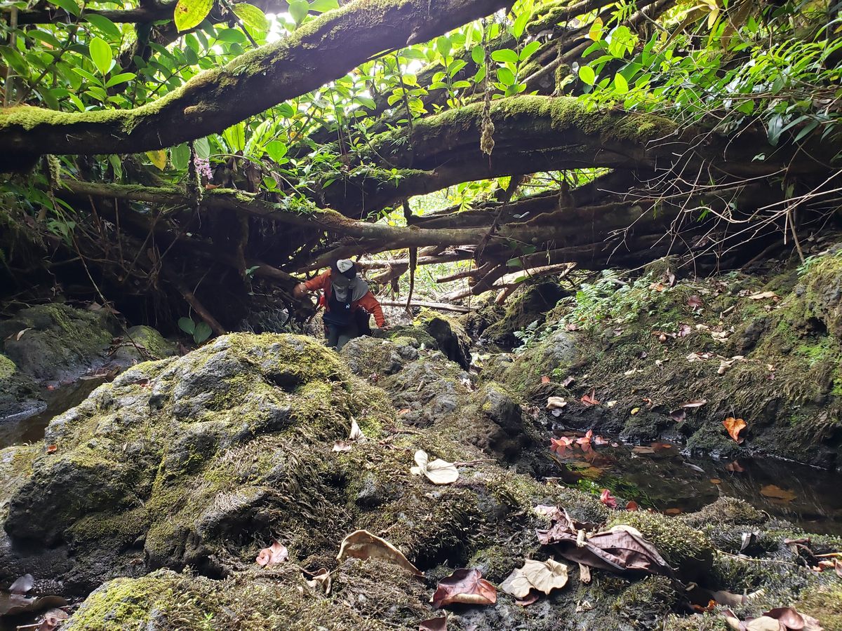 A MISC team member crawls through dense foliage and rocky terrain to conduct a little ant fire survey.