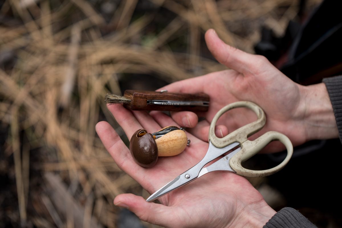 Tools of the trade, including tucked-in blades, for foraging morels.