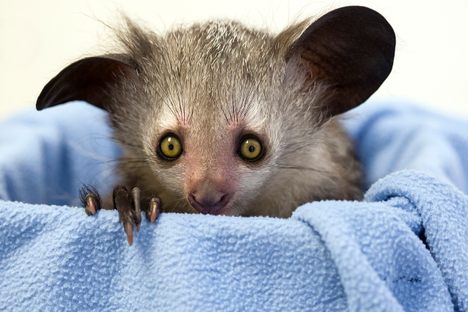 A three week old aye-aye lemur. 