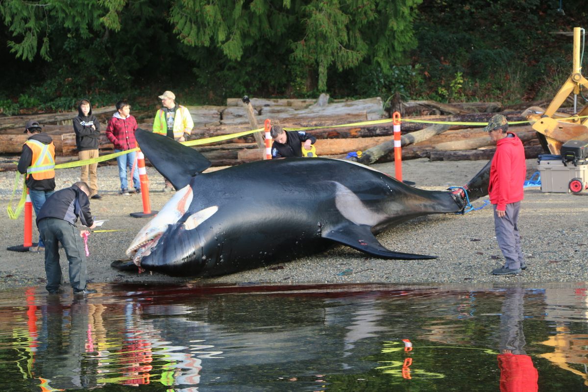 An 18-year-old male orca, dubbed J34, was found with trauma consistent with a vessel strike.