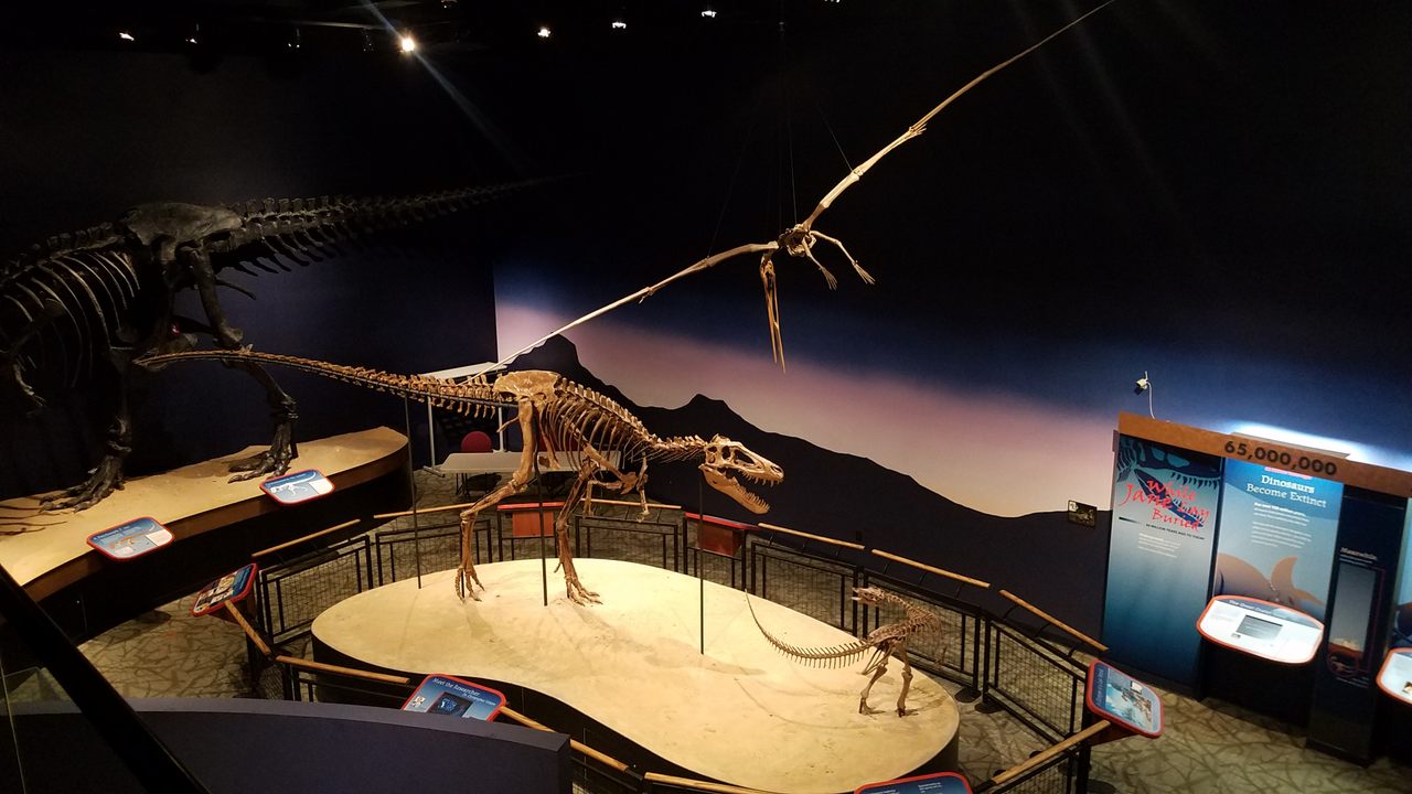The fossil skeleton known as Jane is on display at the Burpee Museum in Illinois. 