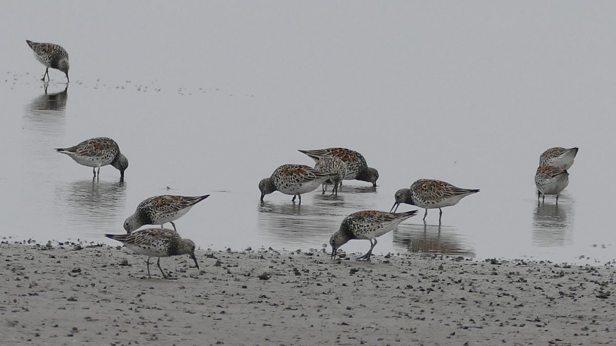 Shorebirds spend most of their non-flying time along sandy or rocky shorelines, on mudflats, and in shallow waters.