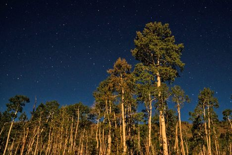 Pando, called simply The Tree by those who know it best—and love it most—is a single organism that covers an area larger than 100 football fields.