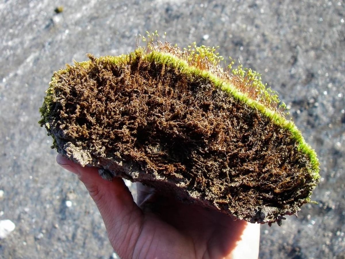Glacier moss balls don't contain soil or large rocks, but are solid mossy pillows formed around dust or a pebble, which is sometimes expelled.