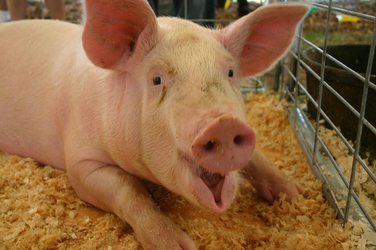 Why Meat from Scared Animals Tastes Worse - Gastro Obscura