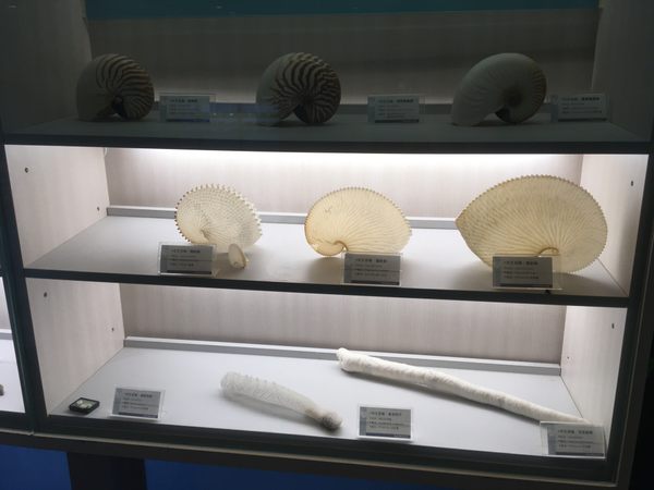 Cijin Shell Gallery in Kaohsiung City