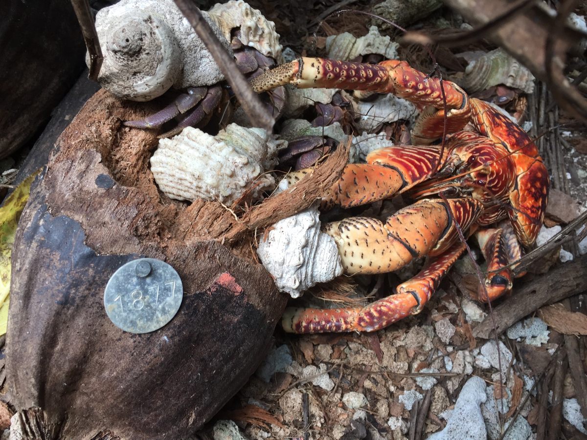 Coconut crabs live up to their name.