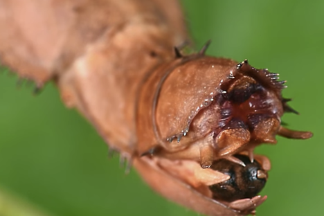 Watch a Stick Insect Lay Eggs to a Smooth Jazz Soundtrack