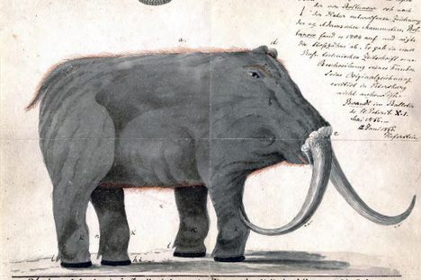 Johann Friedrich Blumenbach's copy of Boltunov's drawing of the mammoth (which has since been lost).