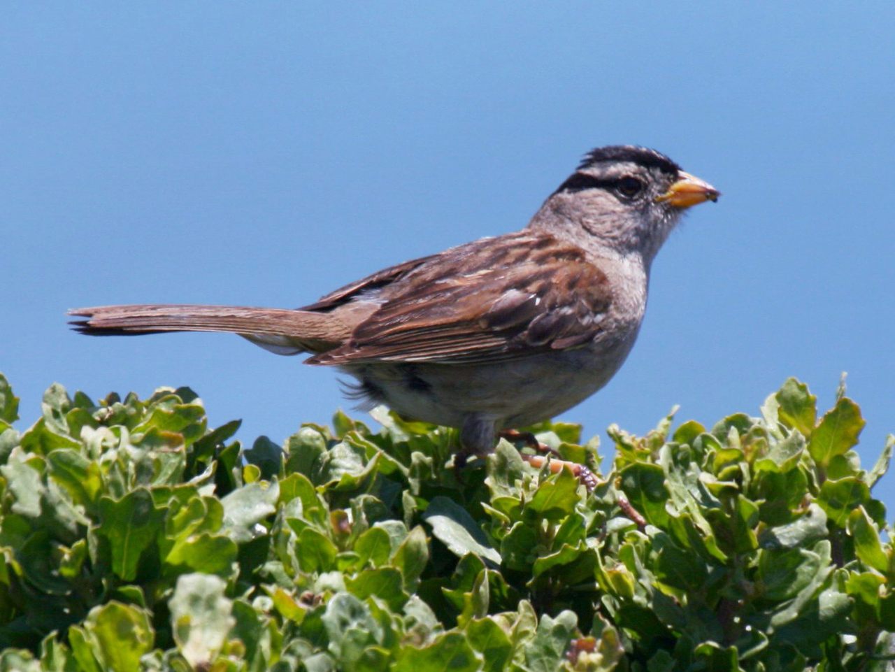 Male white-crowned sparrows (Zonotrichia leucophrys) sing to defend breeding territory. Scientists are not yet sure how pandemic-induced changes to their songs will affect the birds.