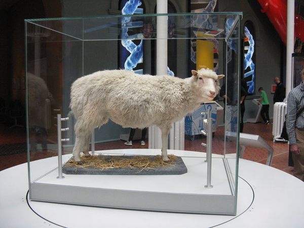 Remains of Dolly the Sheep – Edinburgh, Scotland - Atlas Obscura
