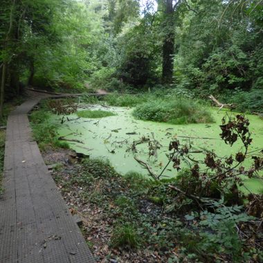 The algae-filled pond of Moseley Bog.