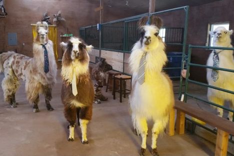 The llamas of ShangriLlama.