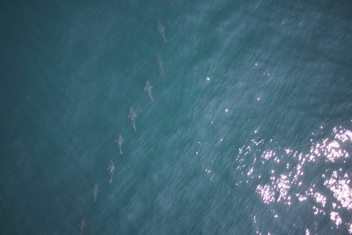 The hexacopter drone took this image of the tuna in a 'soldier' school formation northeast of Provincetown, Massachusetts.