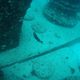 Neptune Memorial Reef - Atlas Obscura
