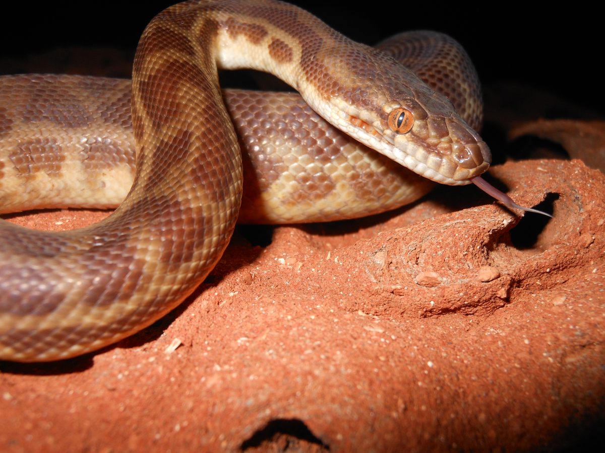 A Stimson's python, removed from a termite mound.