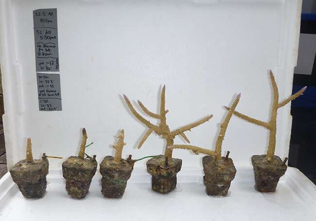 Comparison of staghorn corals grown for one year without the influence of seabird guano (three corals on left) with corals grown near a seabird colony (three corals on right).