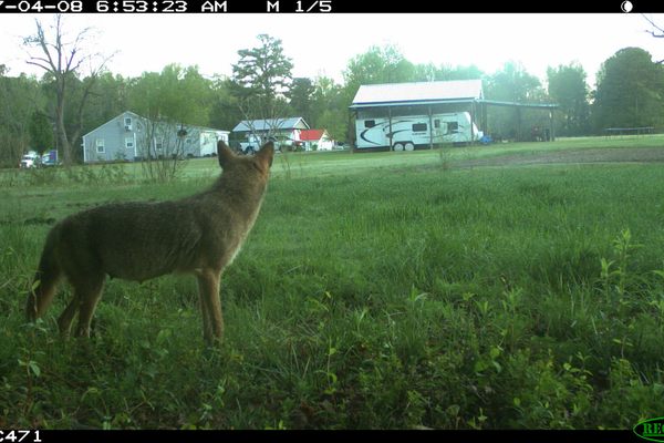 A coyote ogles some real estate.