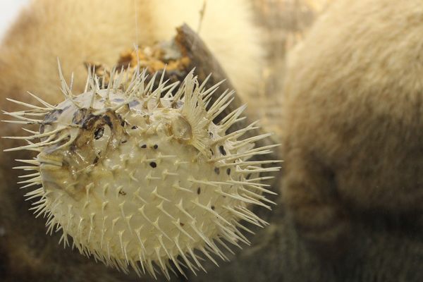 A puffer fish somewhat out of place in this raccoon exhibit at the Touchstone Wildlife and Art Museum