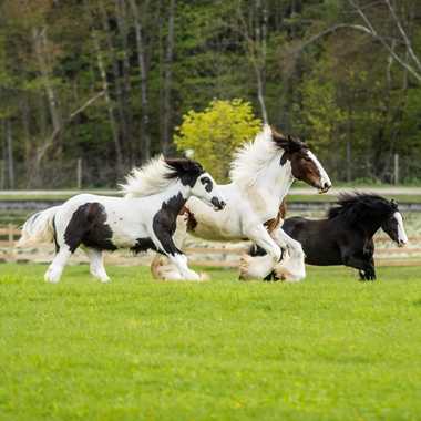 Young girls running.