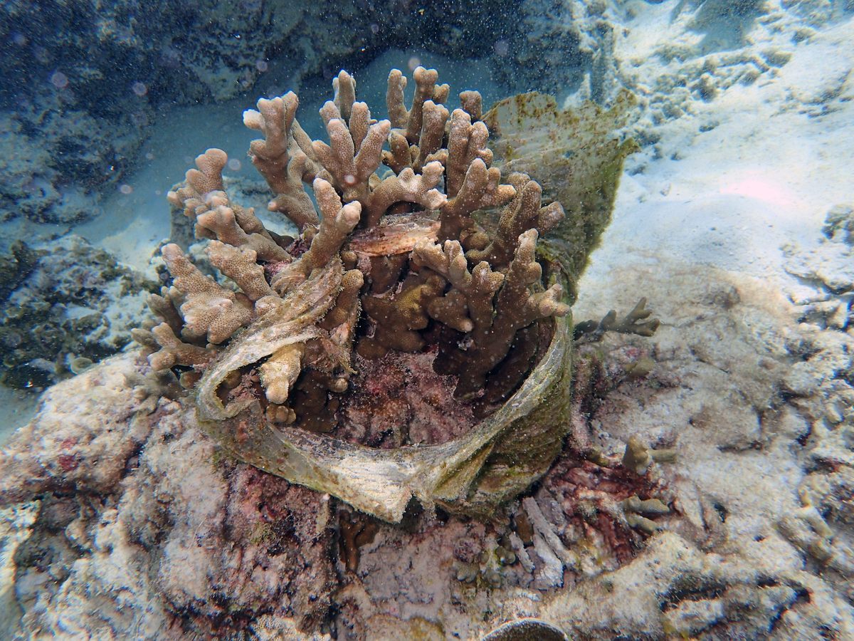 Submerged Trash Adds Welcome Pop Of Color To Bleached Coral Reef