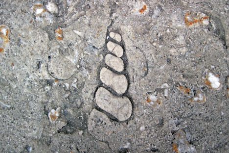 Exterior stairstep of Columbus Limestone with a high-spired gastropod.