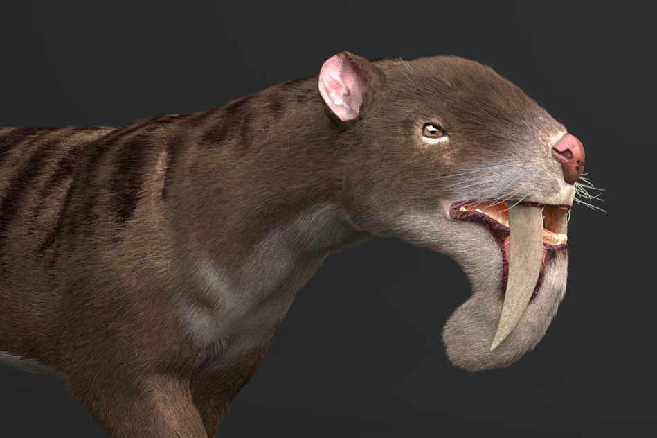 Why Did This Ancient Marsupial Have Saber Teeth?