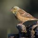 An ortolan bunting that is not being made into a cruelly delicious French dish.