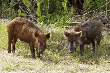 Some feral hogs. 