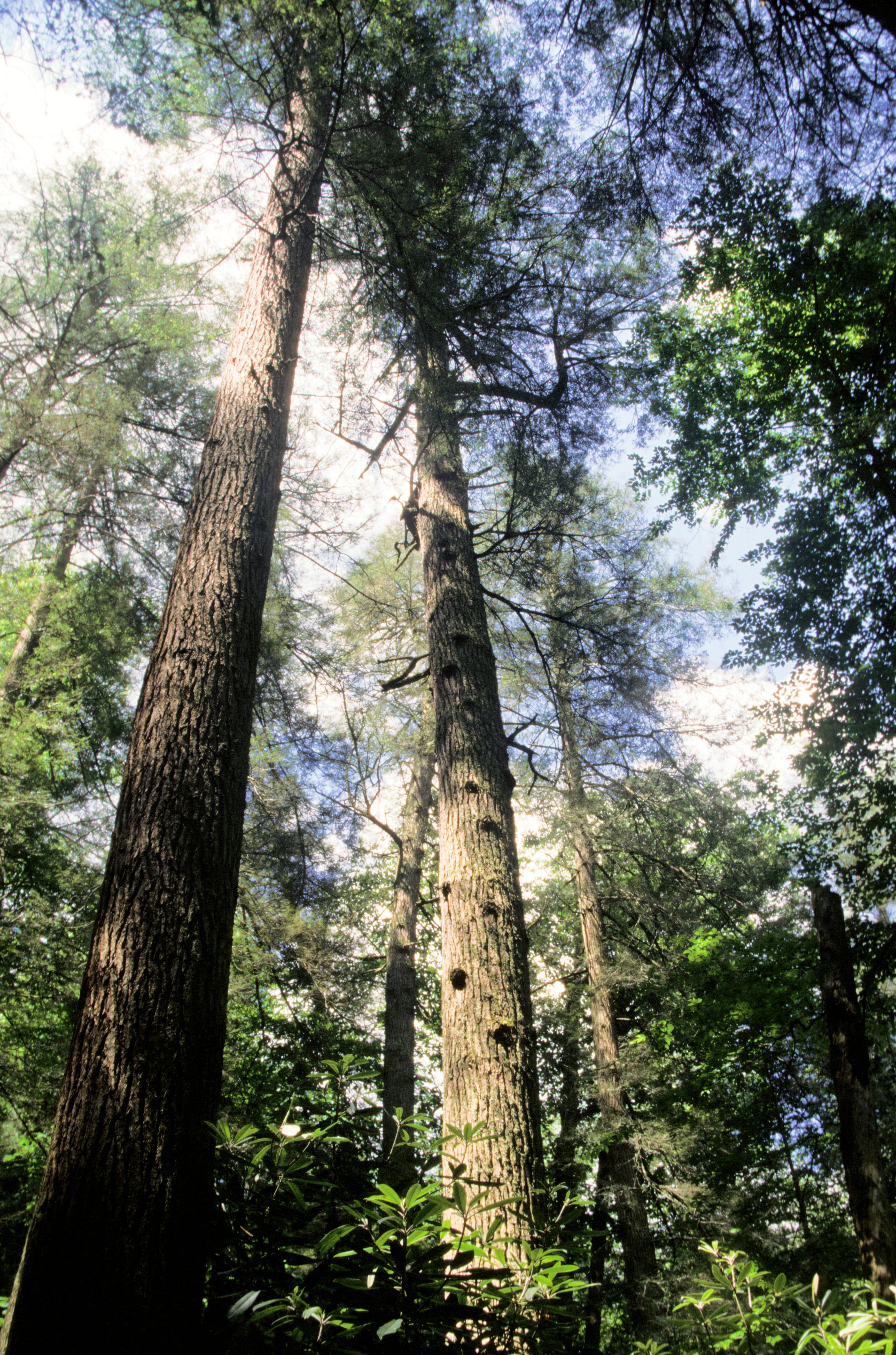 Although much of Appalachia’s old-growth forests have been destroyed, those that survive are glorious.
