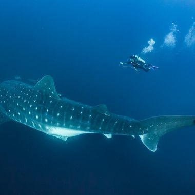 A whale shark shows off its distinct spot pattern as a scuba diver swims nearby.