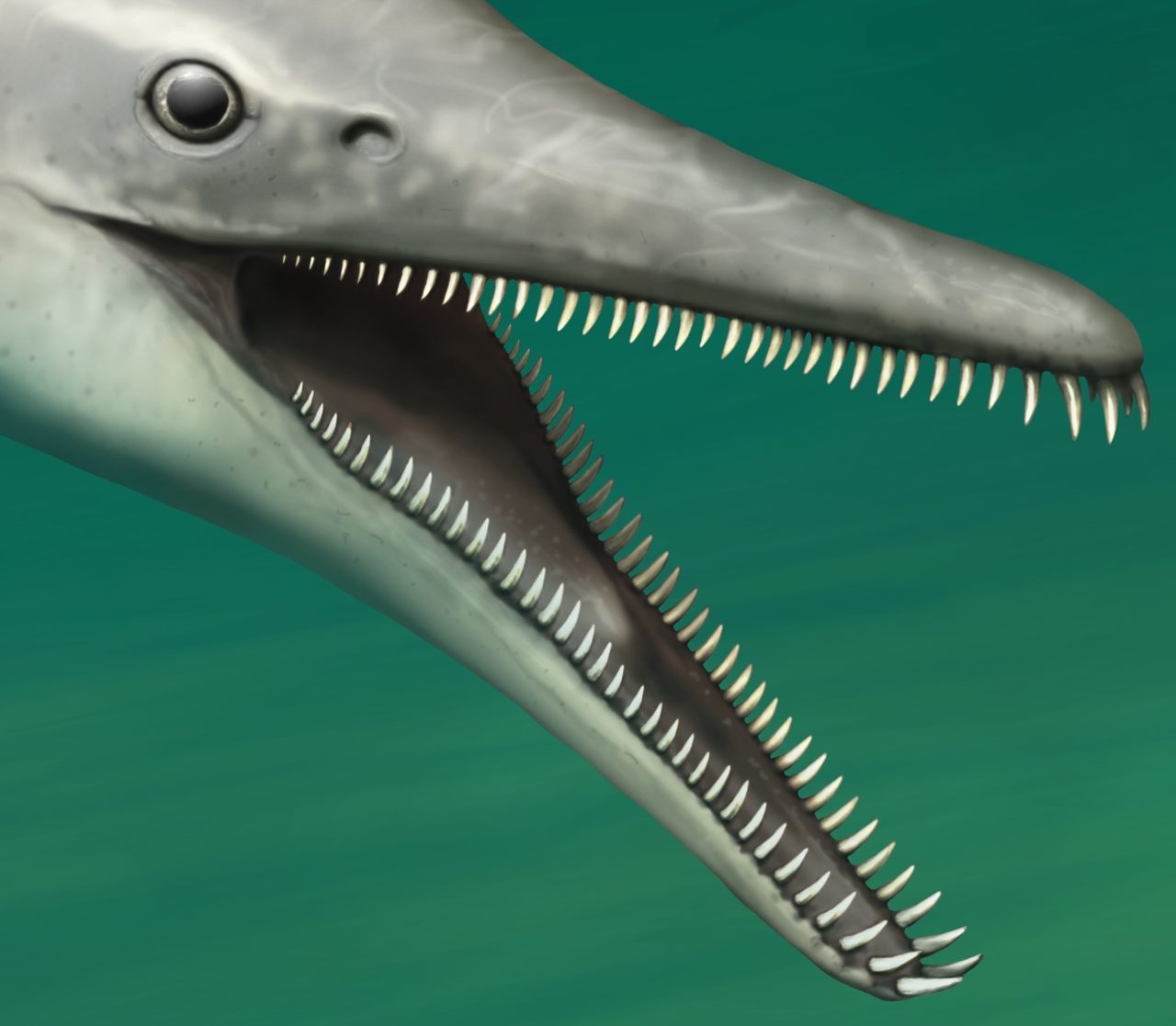 It took two decades for volunteer fossil preparators—the self-described "Glenrock Bone Biddies"—to free the skeleton of this unique plesiosaur from surrounding rock.