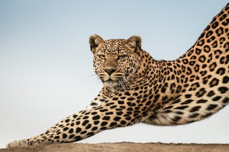 Nicknamed Nalangu, this leopard had just finished feeding her cub when she took a moment to stretch at the bottom of a river bed. Leopards can prove especially challenging to photograph because they're mostly active at night.