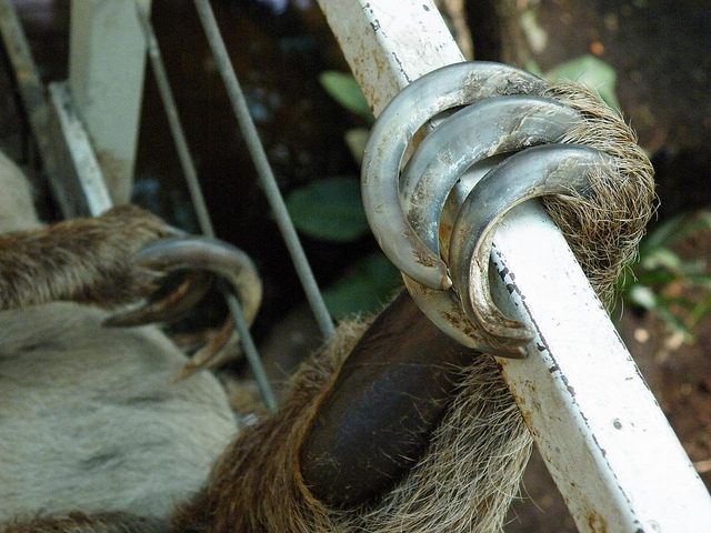 Sloth claws.