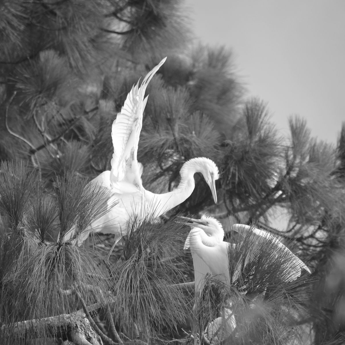 Lisa Joseph's photograph of juvenile egrets at Bay Farm Island, Alameda, California.