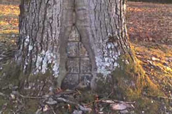 The tree surgeon buried in a tree. (Atlas Obscura)
