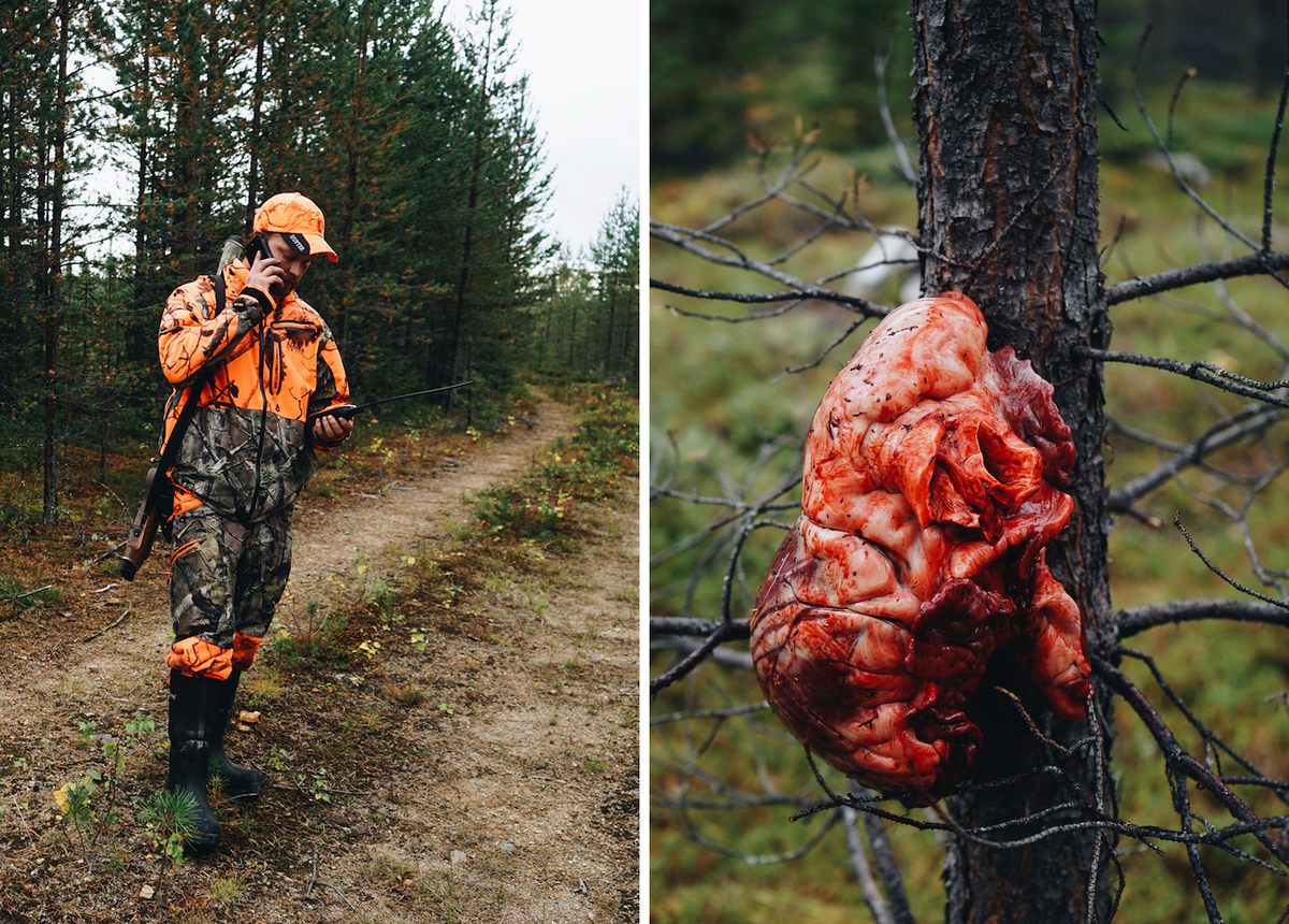 Kähkönen on the phone with a hunting partner to locate the stalked moose (left); In Finland, moose heart is a delicacy. Kähkönen has hung it from a tree to preserve it so he can save it for his family.