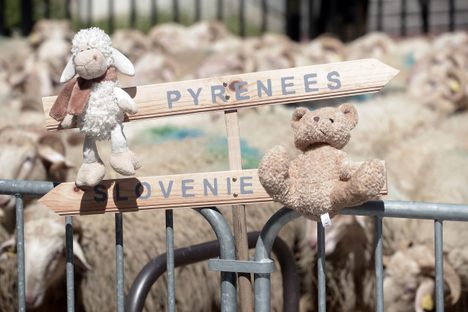 A sheep and a bear square off in a 2018 protest in France.