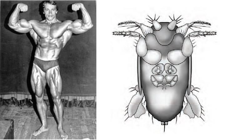 After spotting the fly's disproportionately hulking front legs, Brown christened it after Arnold Schwarzenegger.