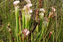 Rare carnivorous pitcher plants dot the landscape at Yellow River Marsh Preserve State Park in northwestern Florida. 