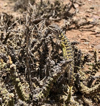 <em>Liolaemus multicolor</em> is one of several species in the highlands of Argentina newly identified as freeze-tolerant. 